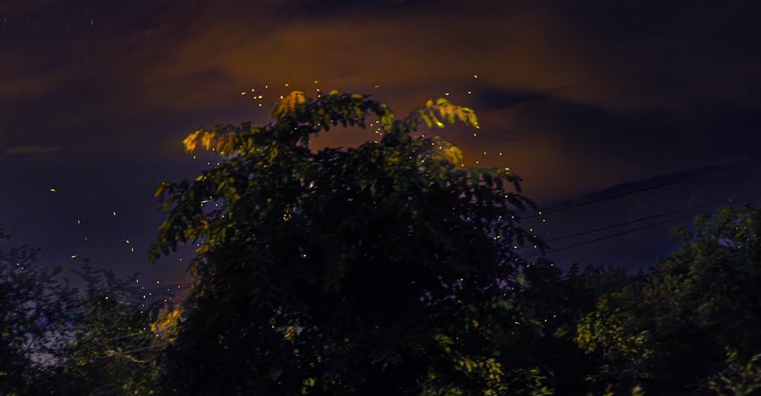 Fireflies.ai: opiniones, precio y análisis completo 2026