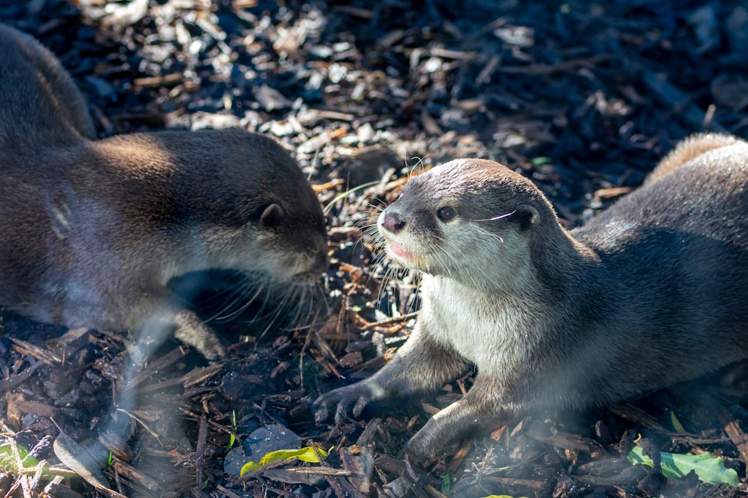 Las mejores alternativas a Otter.ai en 2026 (gratis y de pago)